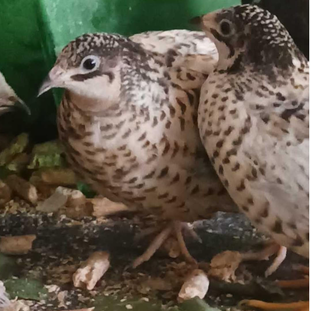 Button Quail Hatching Eggs