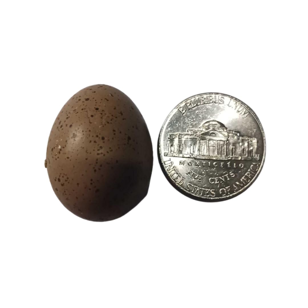 Button Quail Hatching Eggs