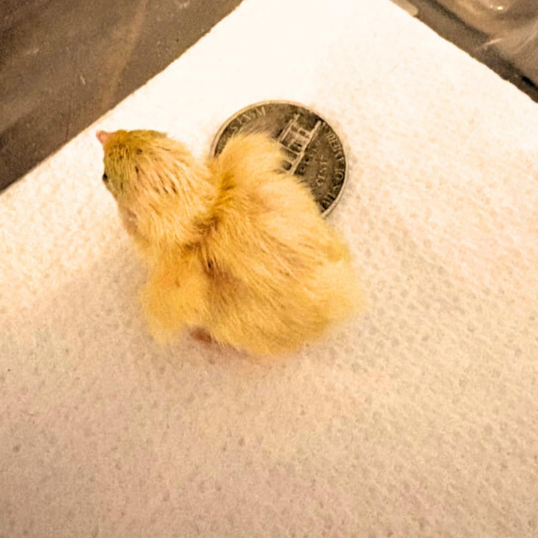Button Quail Hatching Eggs