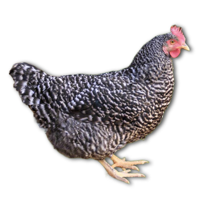 Az Chickens Barred Rock Chicks – Buy 10 + 5 Bonus Free