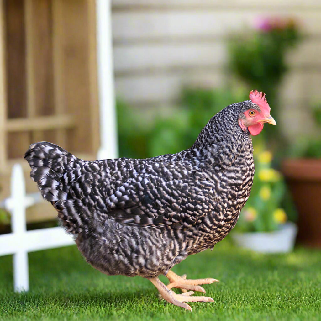 Az Chickens Barred Rock Chicks – Buy 10 + 5 Bonus Free