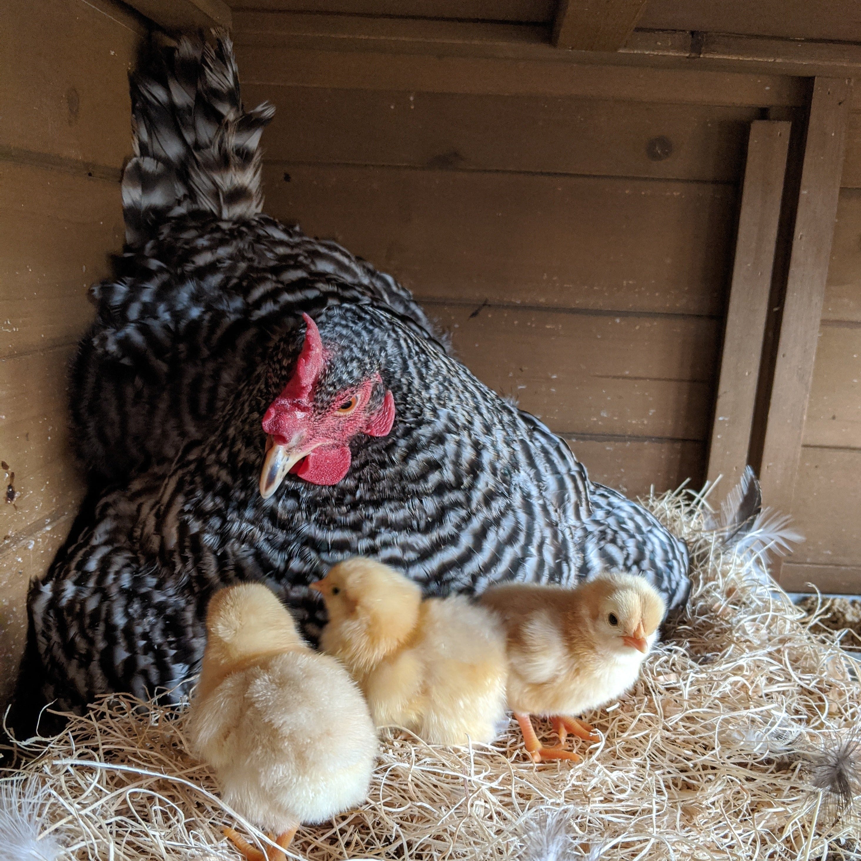 Az Chickens Barred Rock Chicks – Buy 10 + 5 Bonus Free
