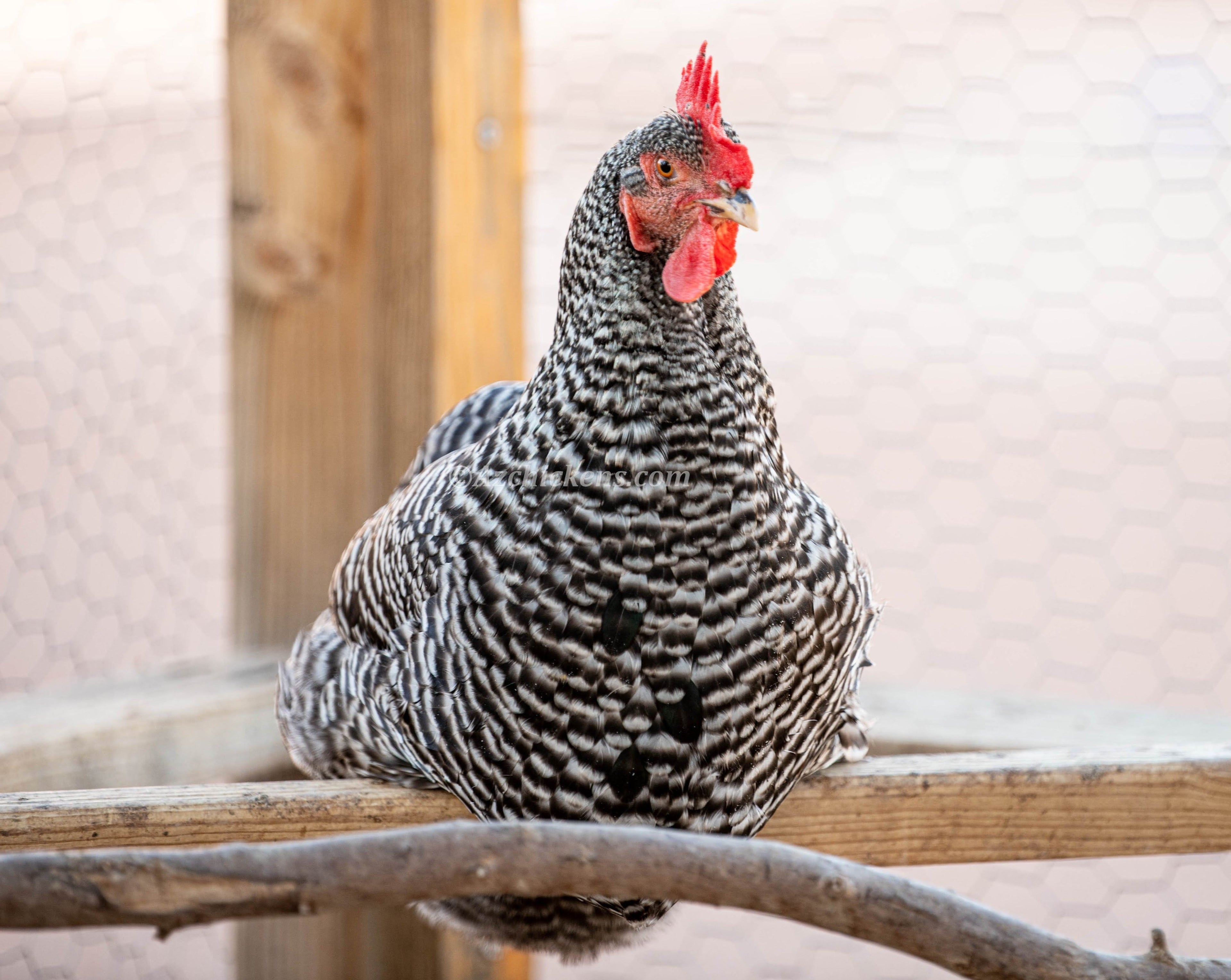 Az Chickens Barred Rock Chicks – Buy 10 + 5 Bonus Free