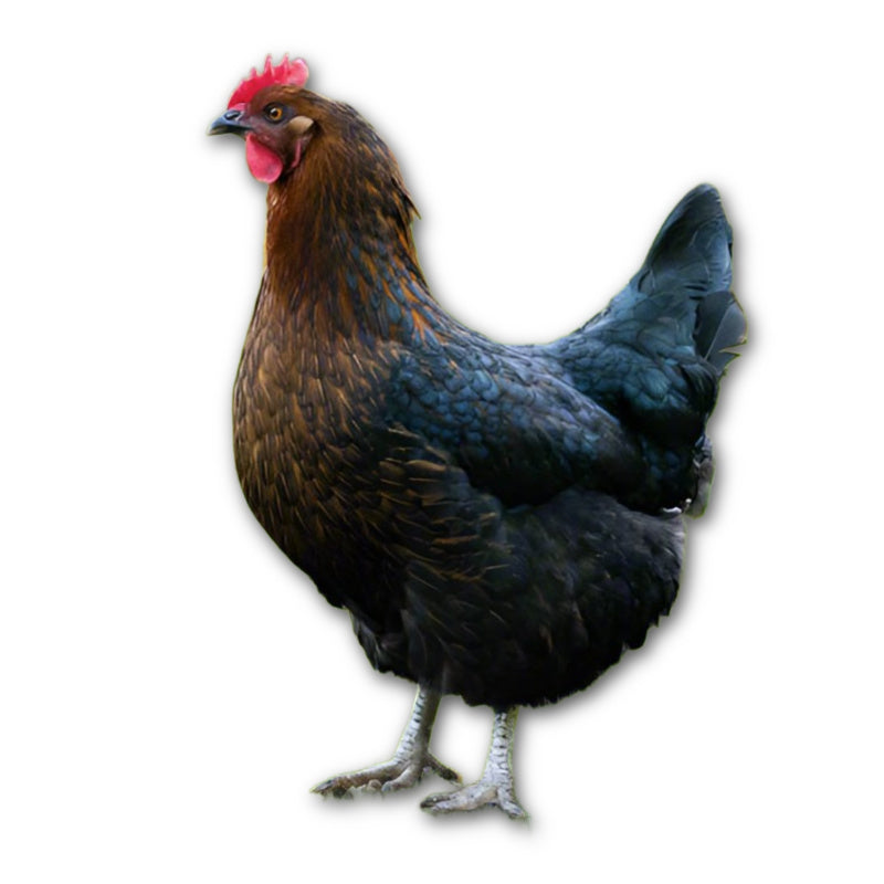 Az Chickens Black Sex-Link Chicks – Buy 10 + 5 Bonus Free