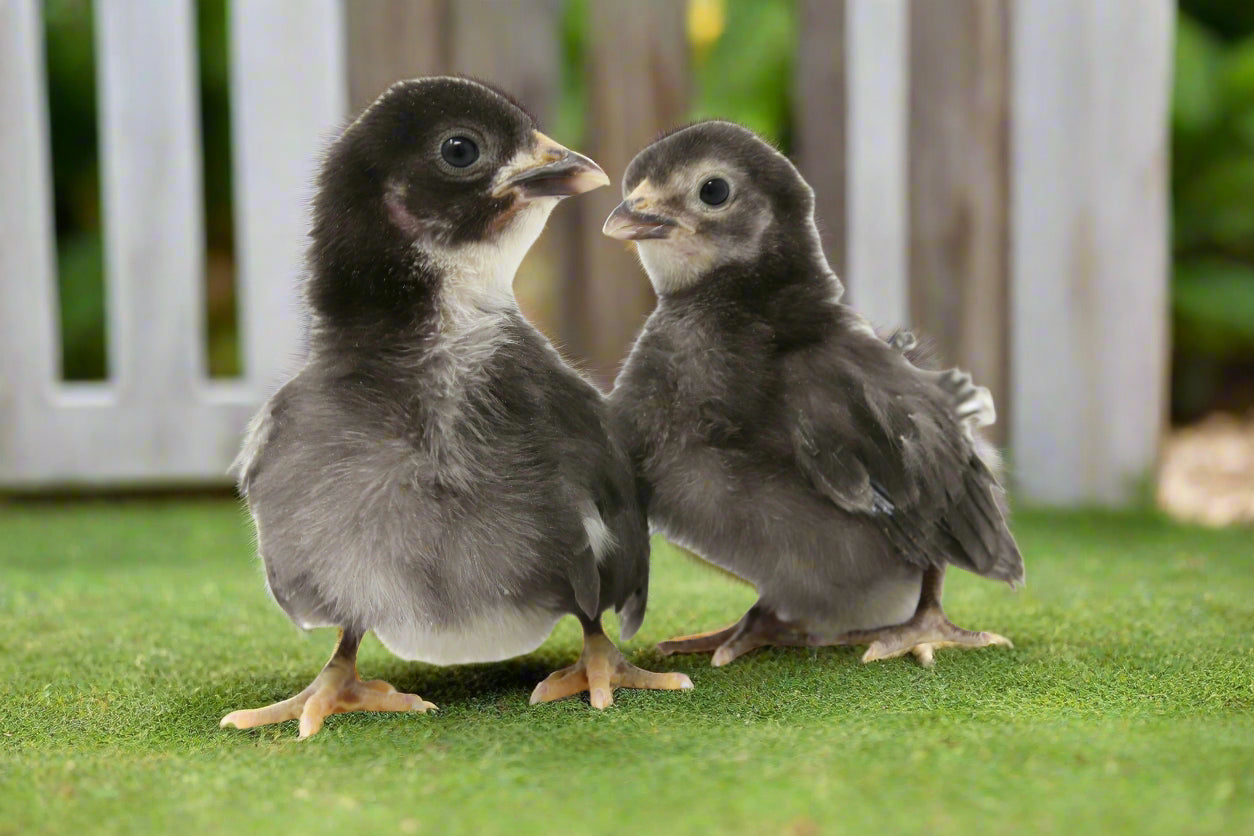 Az Chickens Black Sex-Link Chicks – Buy 10 + 5 Bonus Free