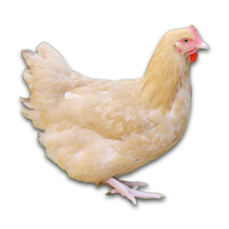 Az Chickens Buff Orpington Chicks – Buy 10 + 5 Bonus Free
