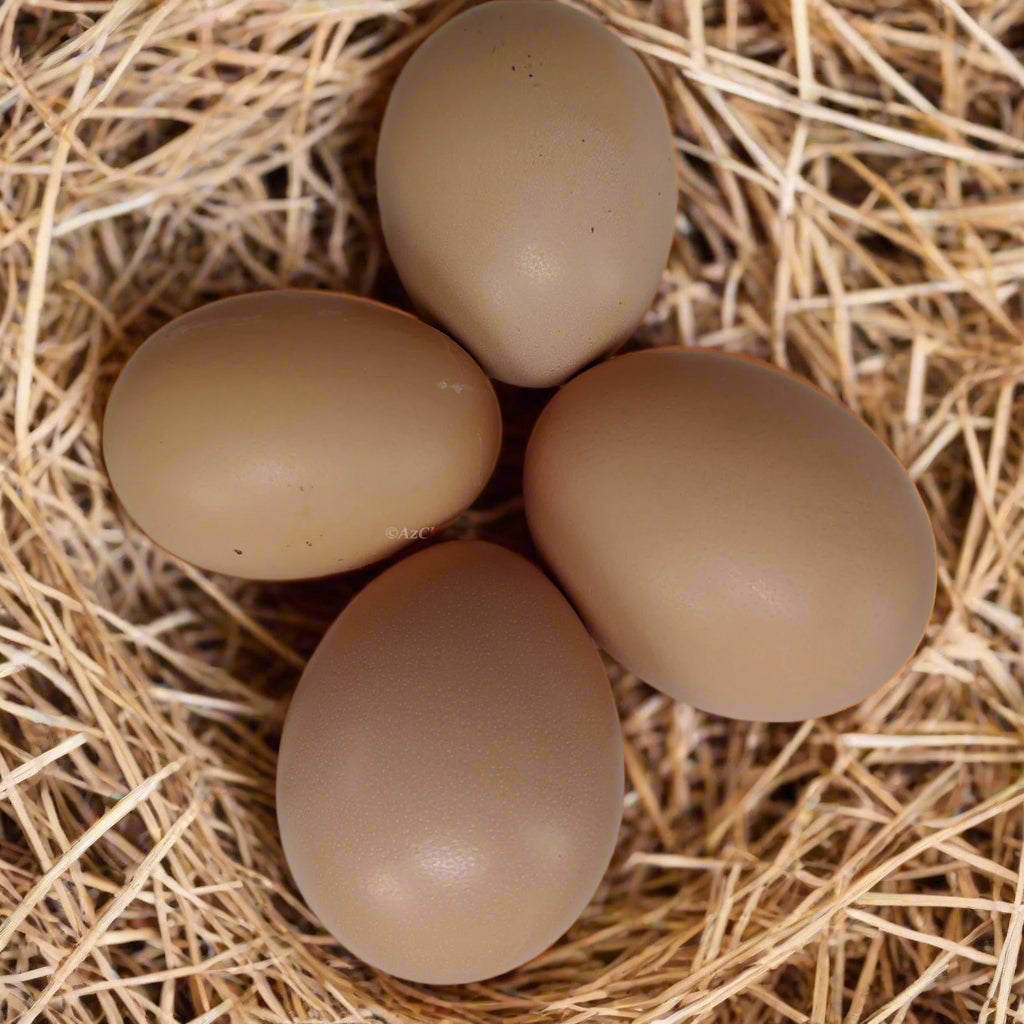Az Chickens Buff Orpington Chicks – Buy 10 + 5 Bonus Free