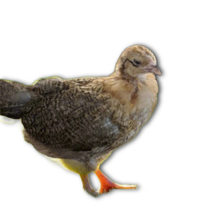 Az Chickens Easter Egger Chicks – Buy 10 + 5 Bonus Free