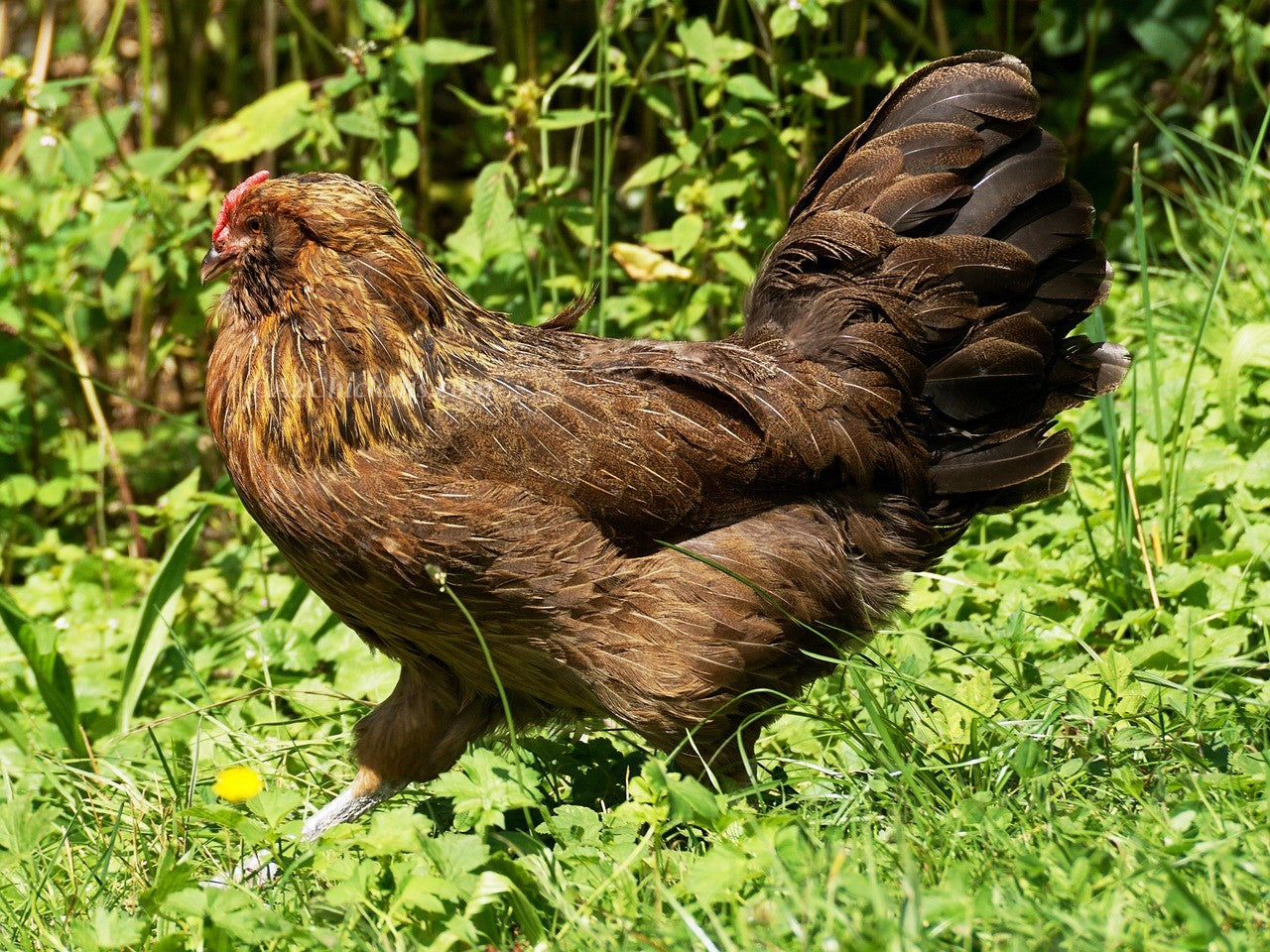 Az Chickens Easter Egger Chicks – Buy 10 + 5 Bonus Free