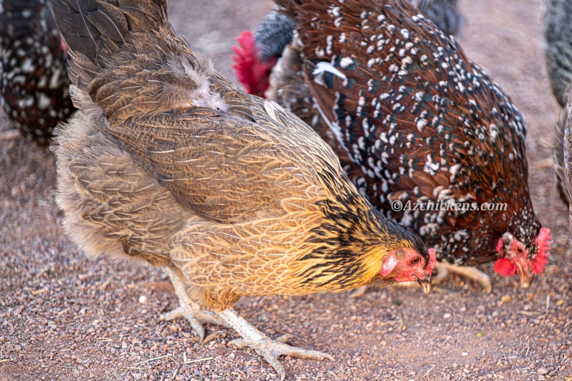 Az Chickens Easter Egger Chicks – Buy 10 + 5 Bonus Free