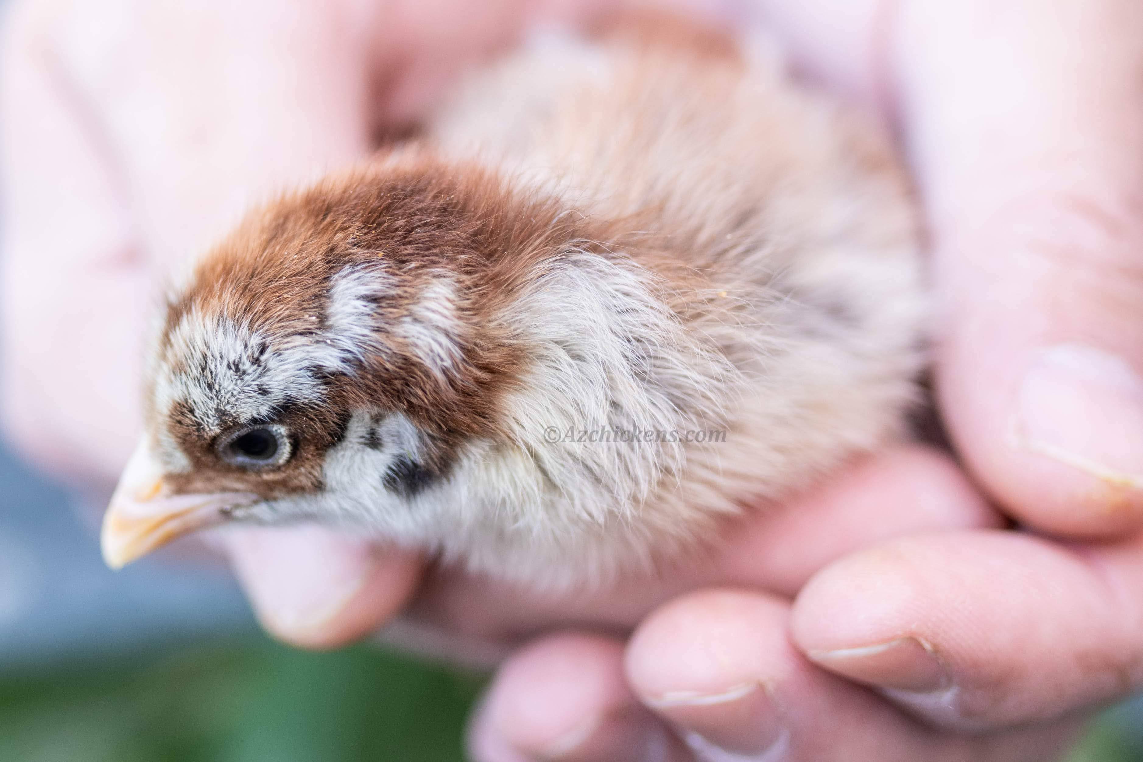 Az Chickens Easter Egger Chicks – Buy 10 + 5 Bonus Free