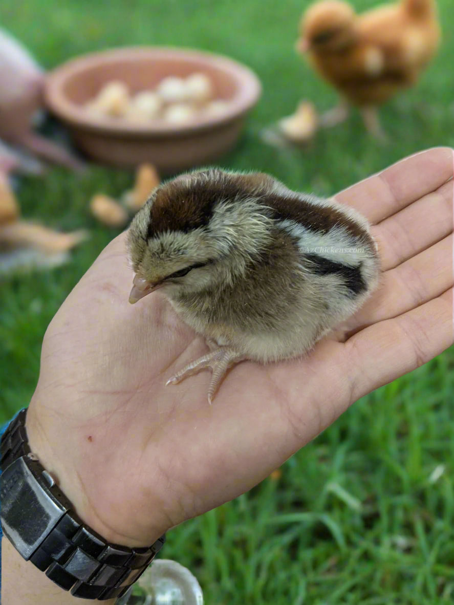 Az Chickens Easter Egger Chicks – Buy 10 + 5 Bonus Free