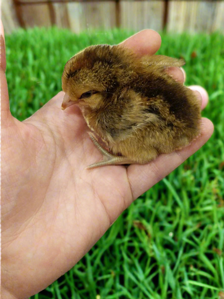 Az Chickens Easter Egger Chicks – Buy 10 + 5 Bonus Free