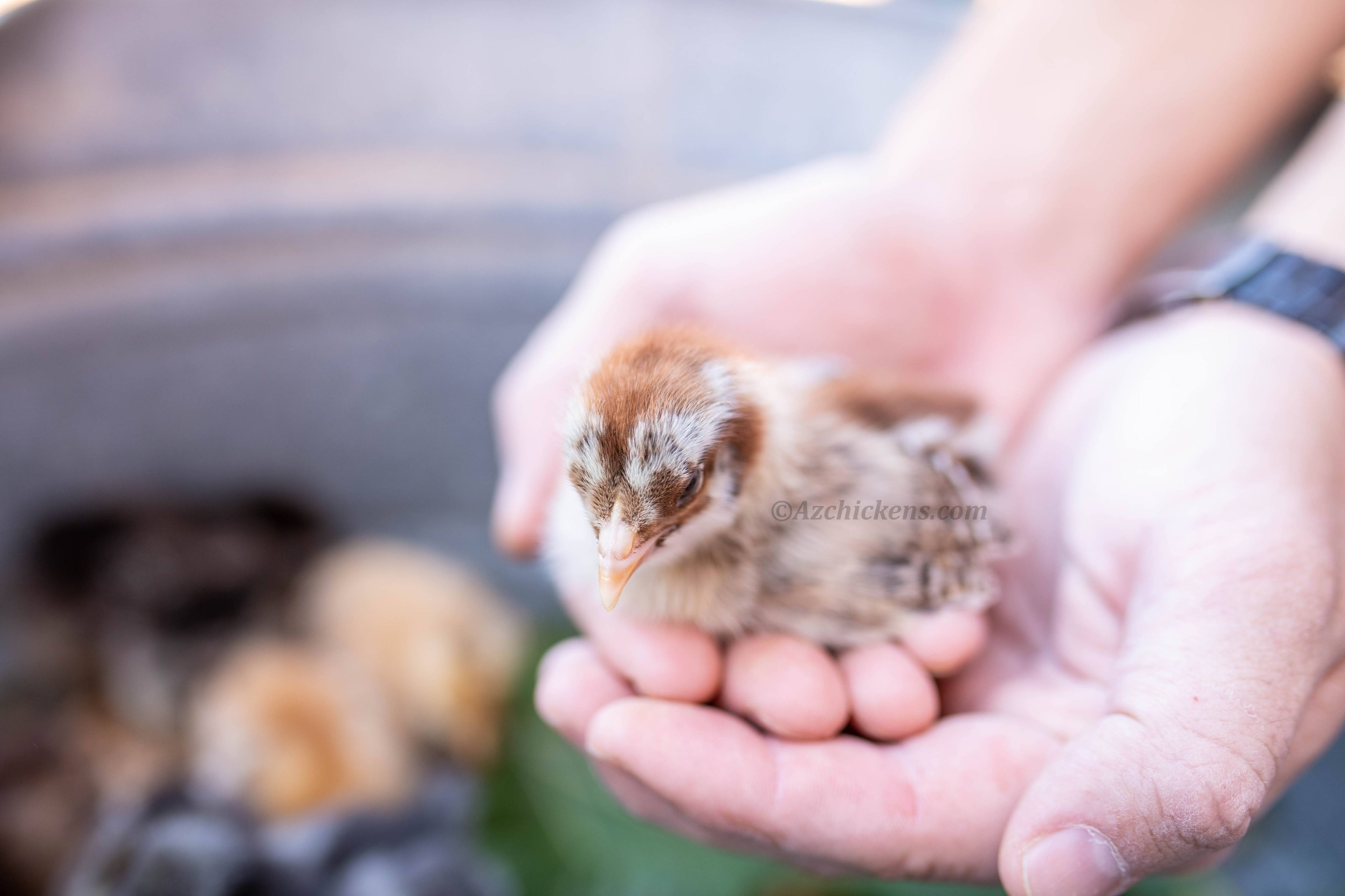 Az Chickens Easter Egger Chicks – Buy 10 + 5 Bonus Free