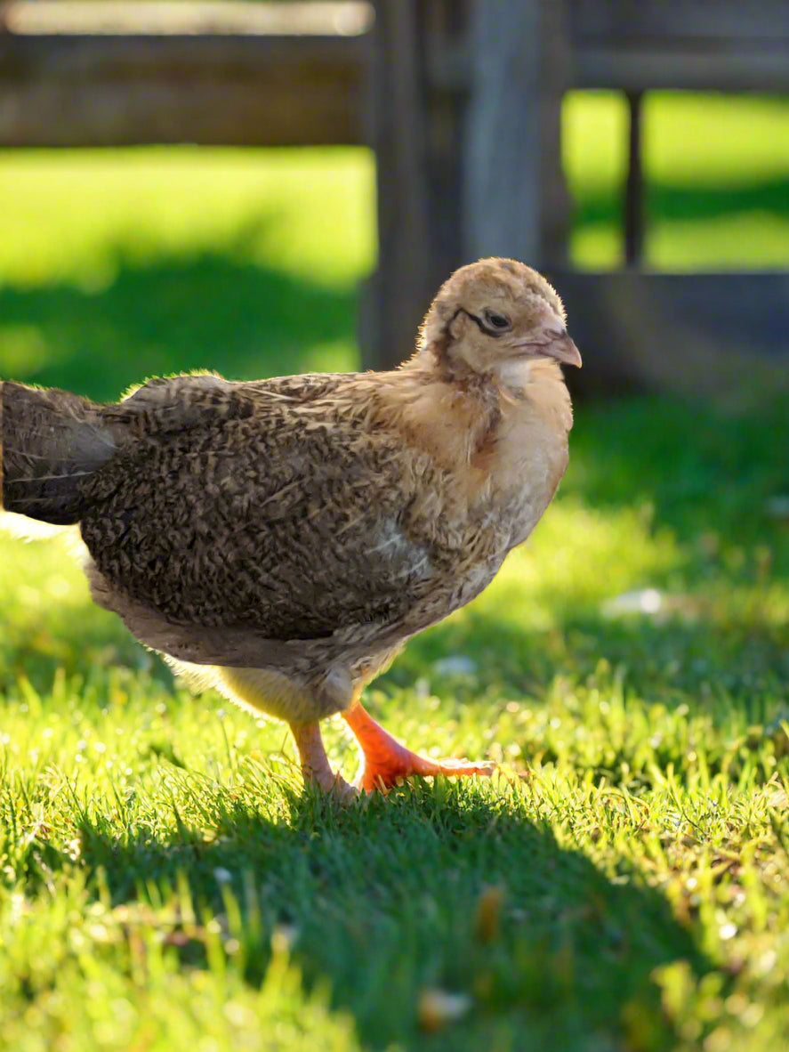 Az Chickens Easter Egger Chicks – Buy 10 + 5 Bonus Free