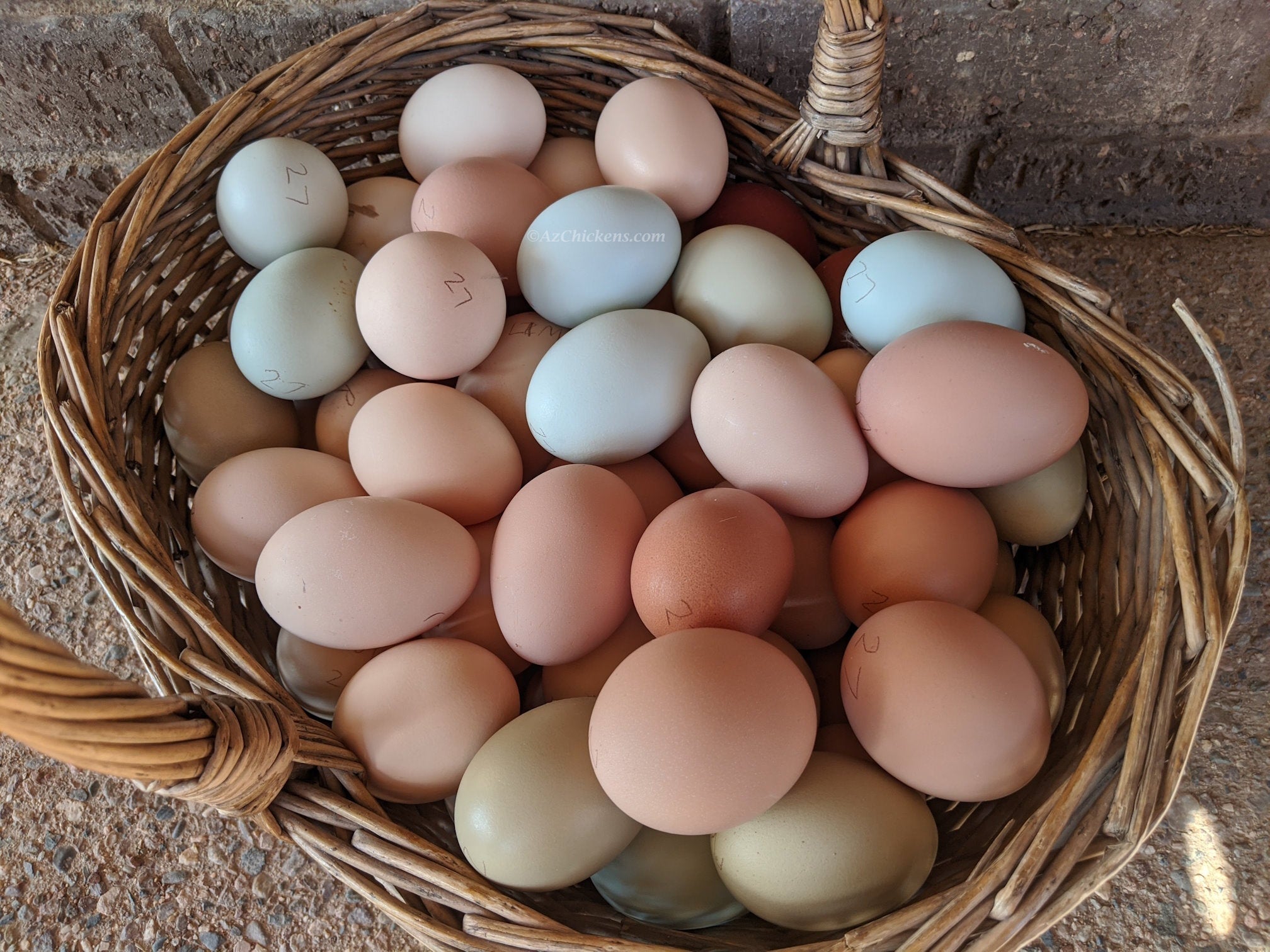 Az Chickens Easter Egger Chicks – Buy 10 + 5 Bonus Free