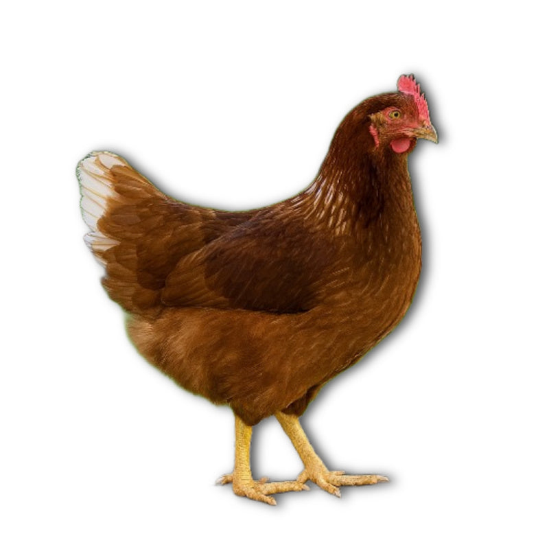 Az Chickens Golden Comet (ISA Brown / Red Sex-Link) Chicks – Buy 10 + 5 Bonus Free