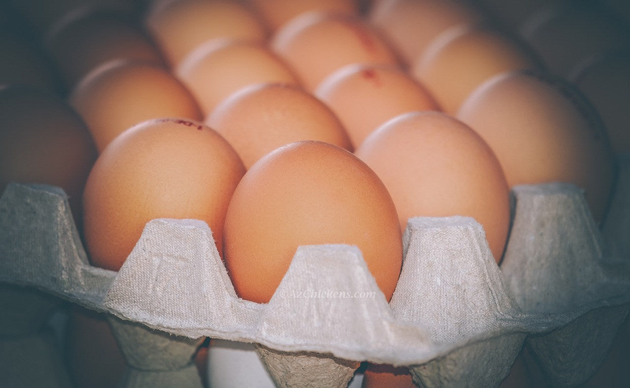 Az Chickens Golden Comet (ISA Brown / Red Sex-Link) Chicks – Buy 10 + 5 Bonus Free