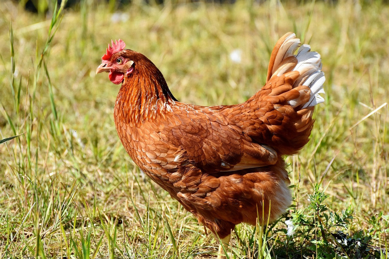 Az Chickens Golden Comet (ISA Brown / Red Sex-Link) Chicks – Buy 10 + 5 Bonus Free