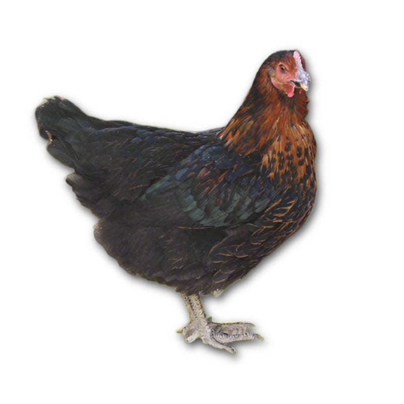 Az Chickens Olive Egger Chicks – Buy 10 + 5 Bonus Free