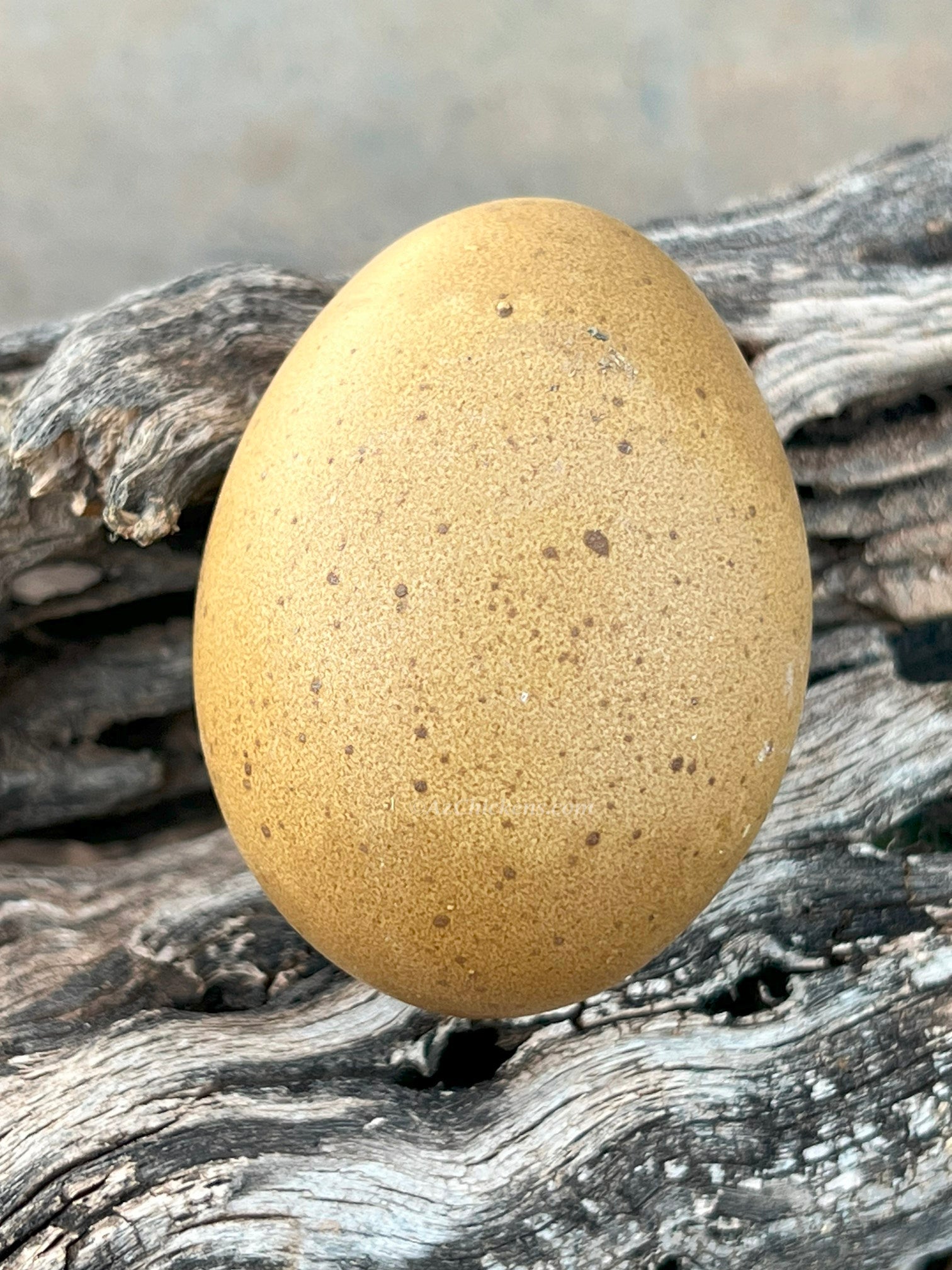 Az Chickens Olive Egger Chicks – Buy 10 + 5 Bonus Free