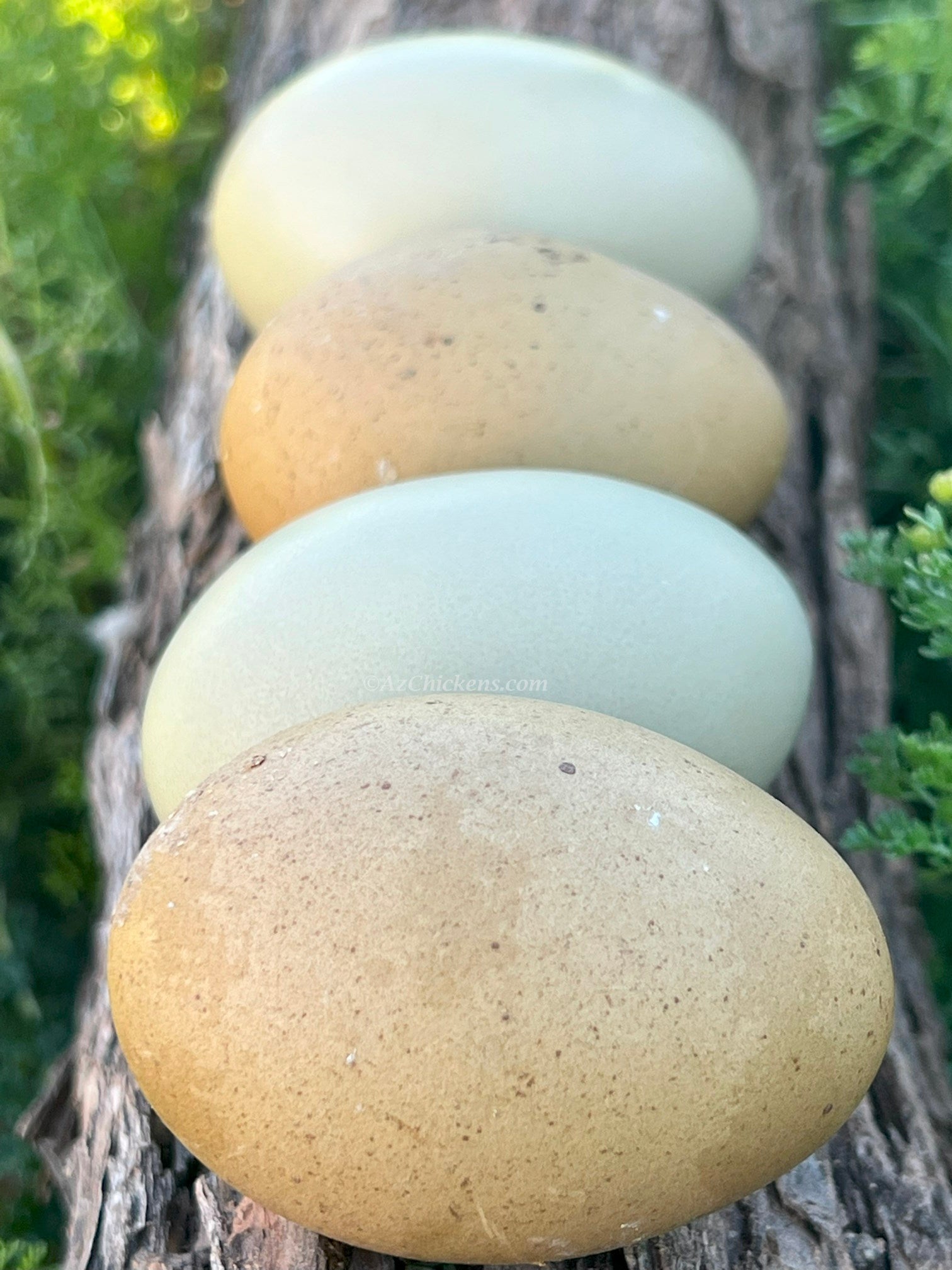 Az Chickens Olive Egger Chicks – Buy 10 + 5 Bonus Free