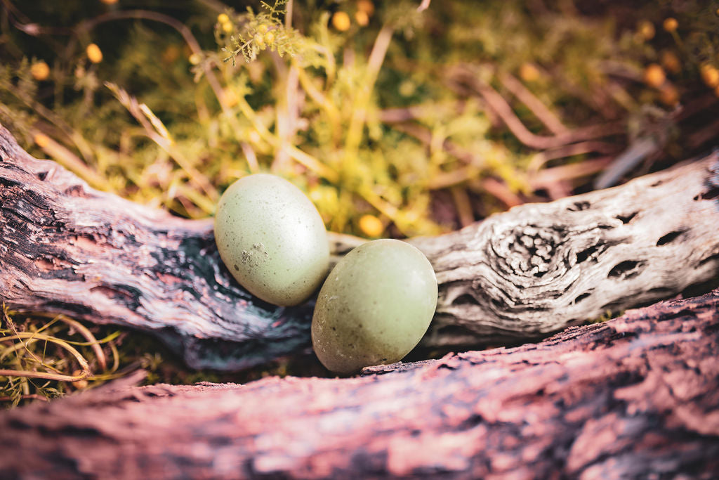 Az Chickens Olive Egger Chicks – Buy 10 + 5 Bonus Free