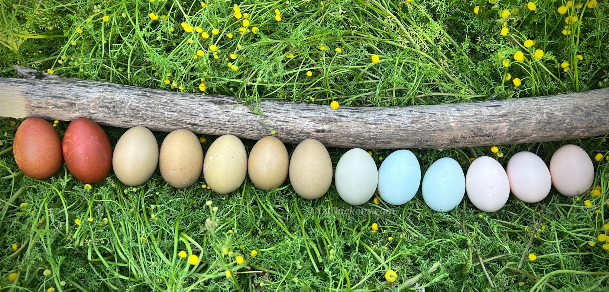 Az Chickens Rainbow Egg Starter Chick Bundle – Buy 10 + 5 Bonus Free