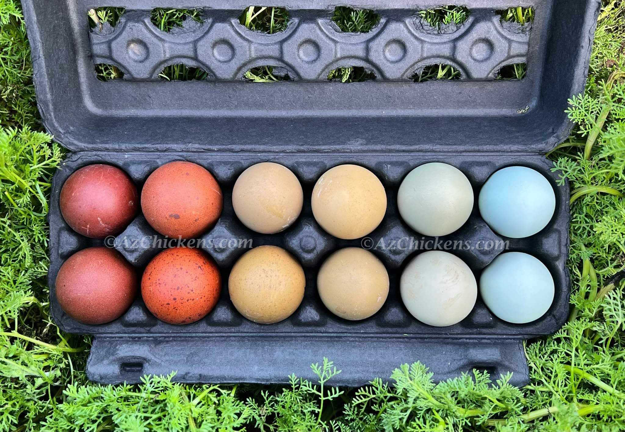 Az Chickens Rainbow Egg Starter Chick Bundle – Buy 10 + 5 Bonus Free