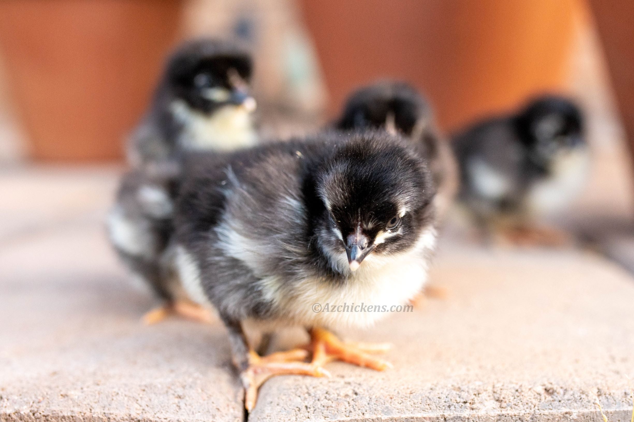 Az Chickens Rainbow Egg Starter Chick Bundle – Buy 10 + 5 Bonus Free