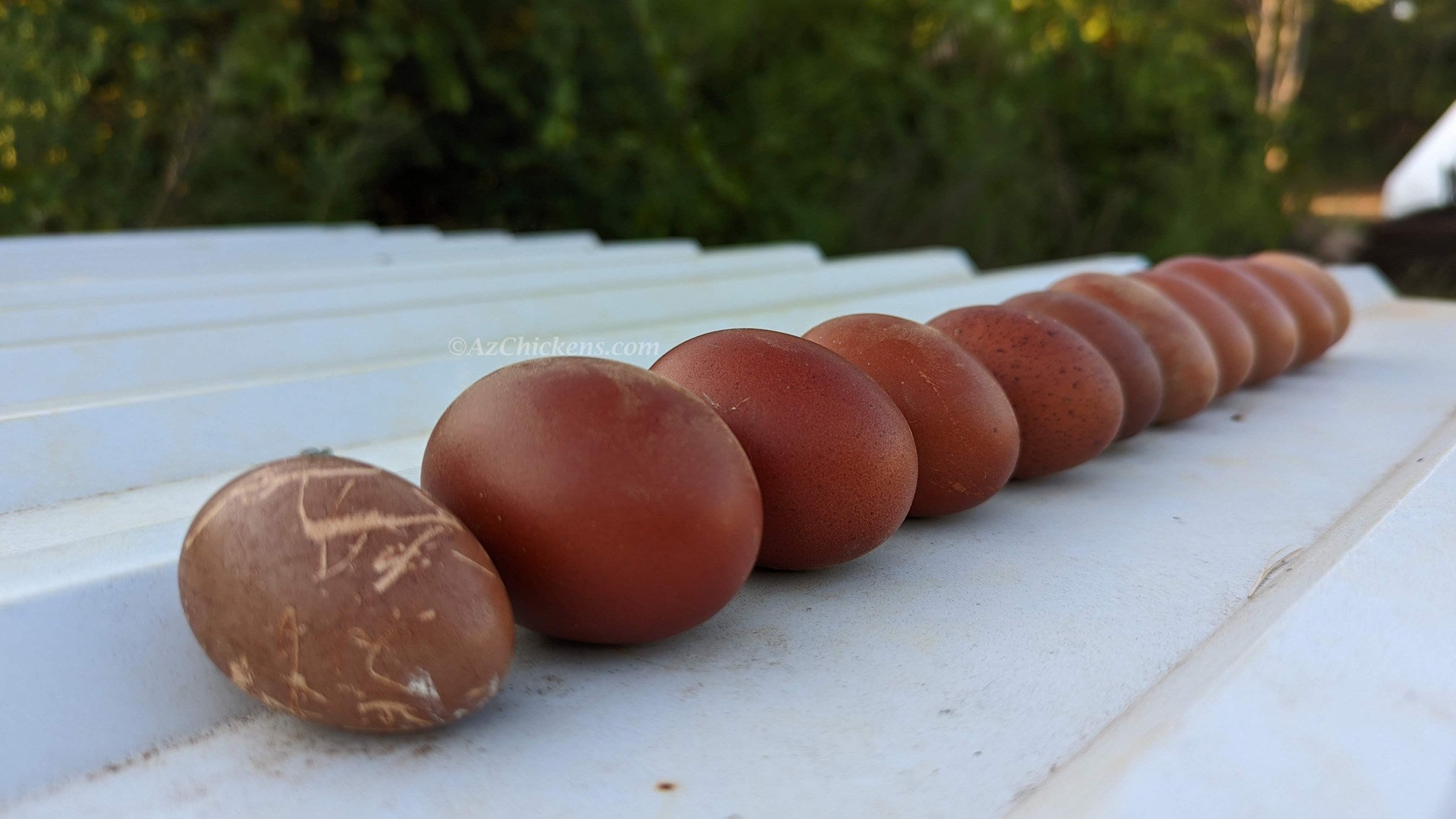 Az Chickens Rainbow Egg Starter Chick Bundle – Buy 10 + 5 Bonus Free