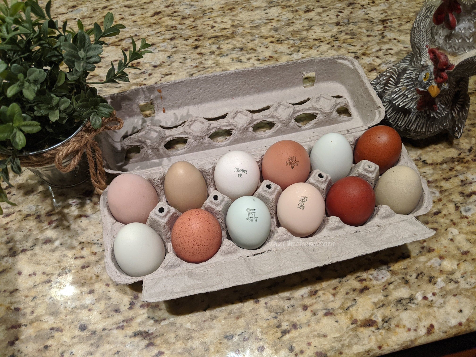 Az Chickens Rainbow Egg Starter Chick Bundle – Buy 10 + 5 Bonus Free
