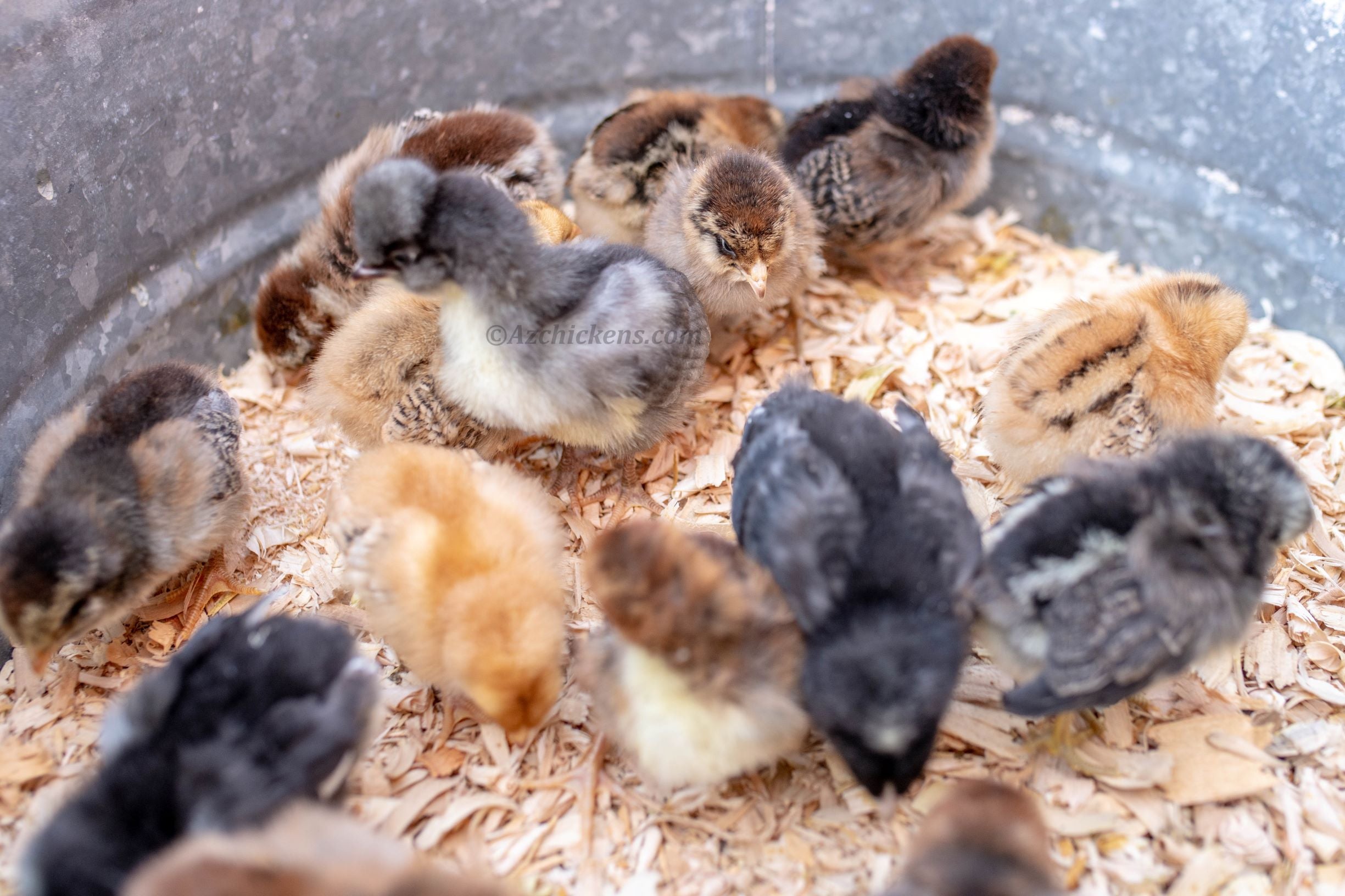 Az Chickens Rainbow Egg Starter Chick Bundle – Buy 10 + 5 Bonus Free