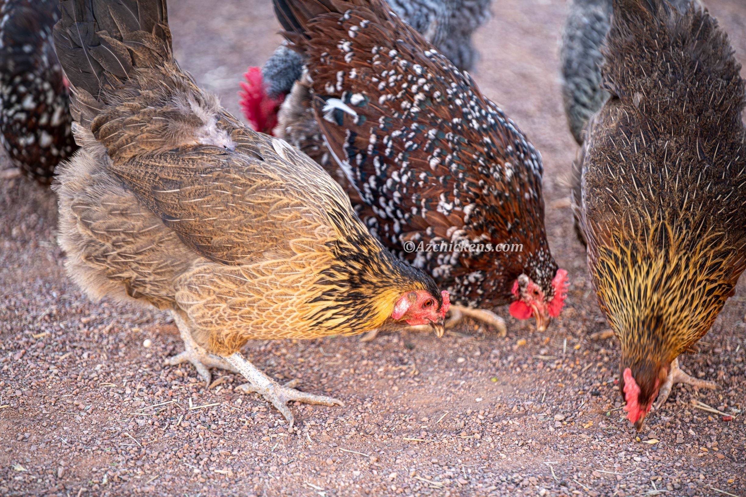 Az Chickens Rainbow Egg Starter Chick Bundle – Buy 10 + 5 Bonus Free