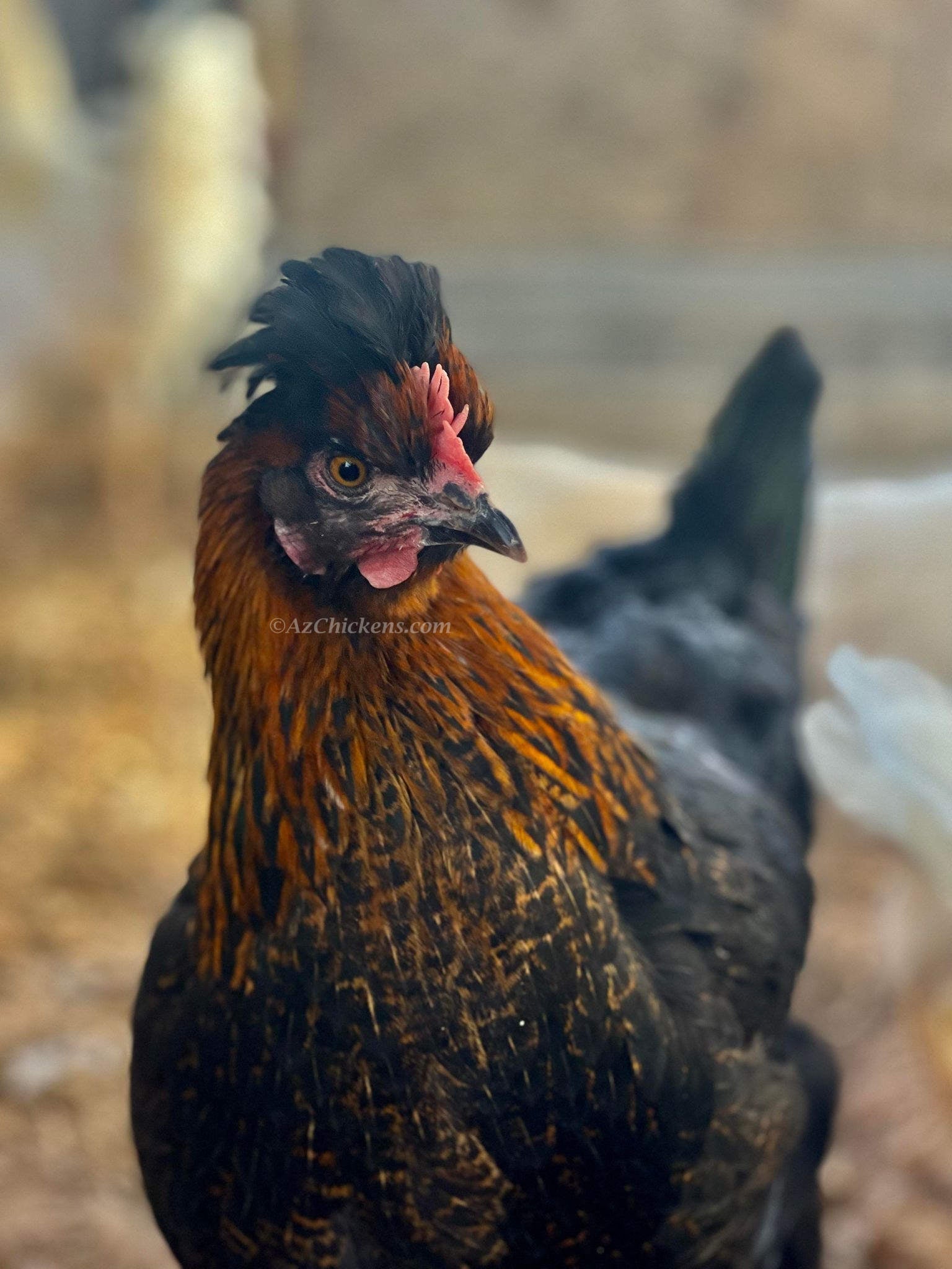 Az Chickens Rainbow Egg Starter Chick Bundle – Buy 10 + 5 Bonus Free