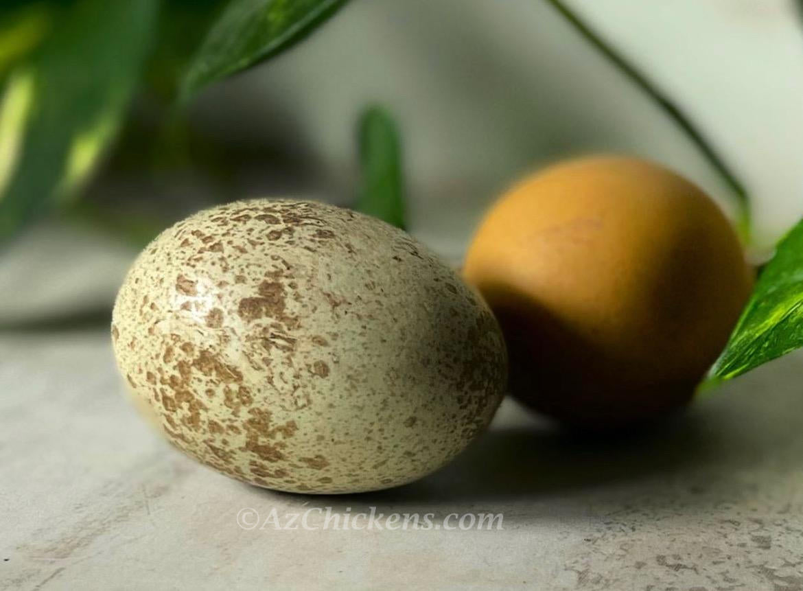 Az Chickens Rainbow Egg Starter Chick Bundle – Buy 10 + 5 Bonus Free