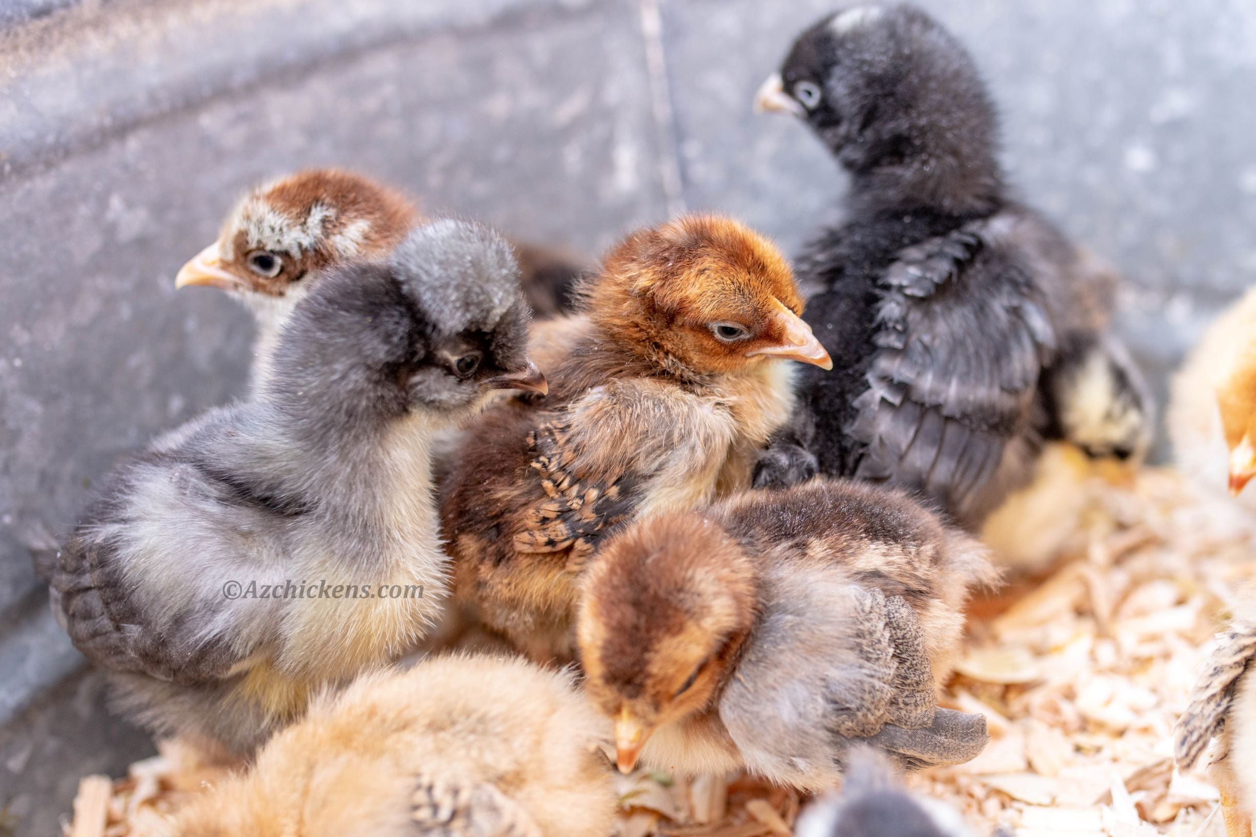 Az Chickens Rainbow Egg Starter Chick Bundle – Buy 10 + 5 Bonus Free
