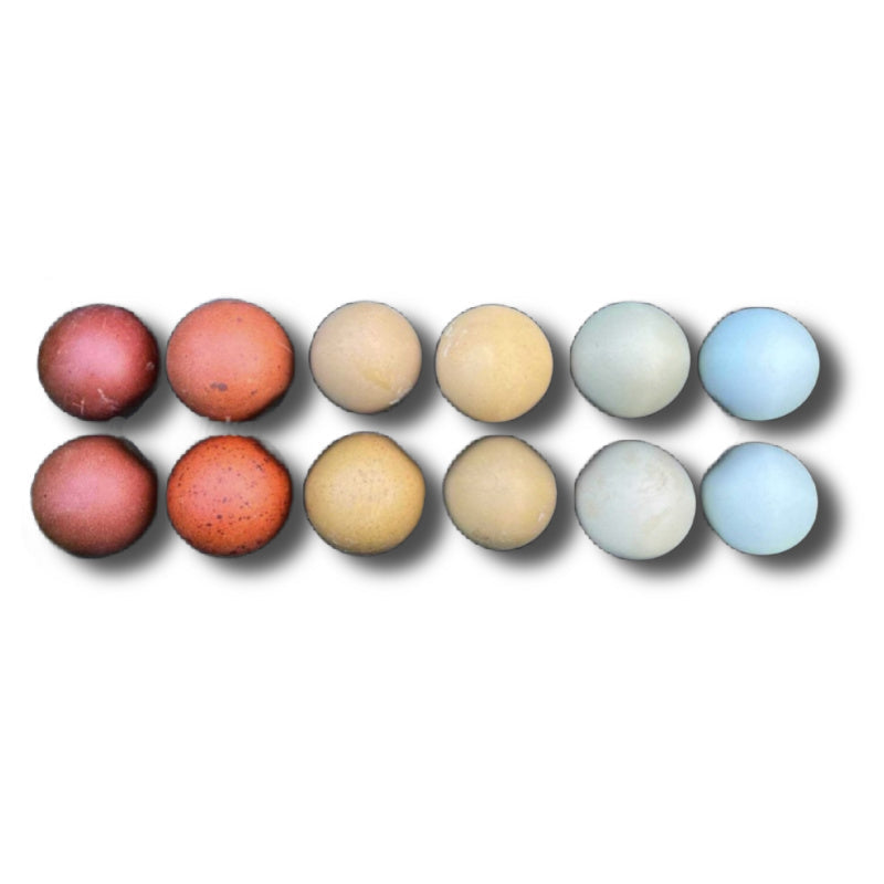 Az Chickens Rainbow Egg Starter Chick Bundle – Buy 10 + 5 Bonus Free