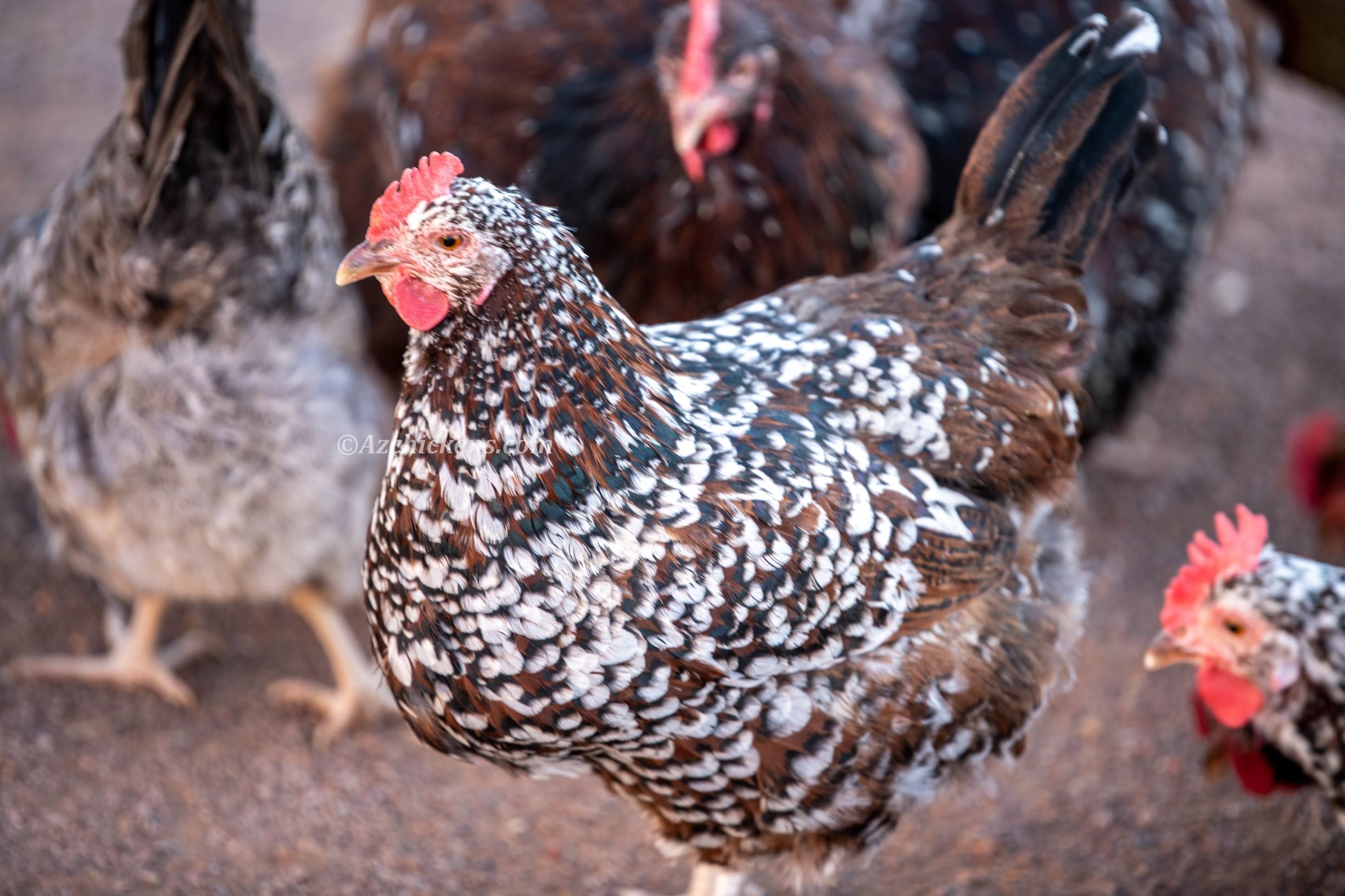 Az Chickens Rainbow Egg Starter Chick Bundle – Buy 10 + 5 Bonus Free