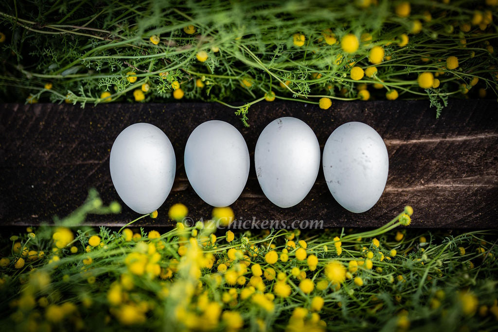 Az Chickens Rainbow Egg Starter Chick Bundle – Buy 10 + 5 Bonus Free