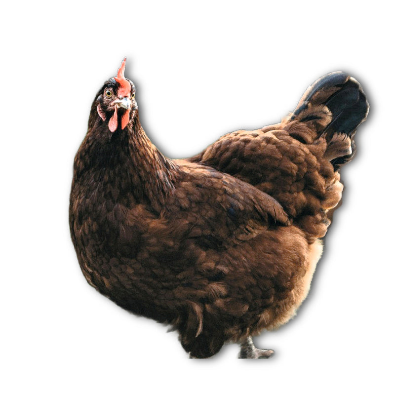 Az Chickens Rhode Island Red Chicks – Buy 10 + 5 Bonus Free