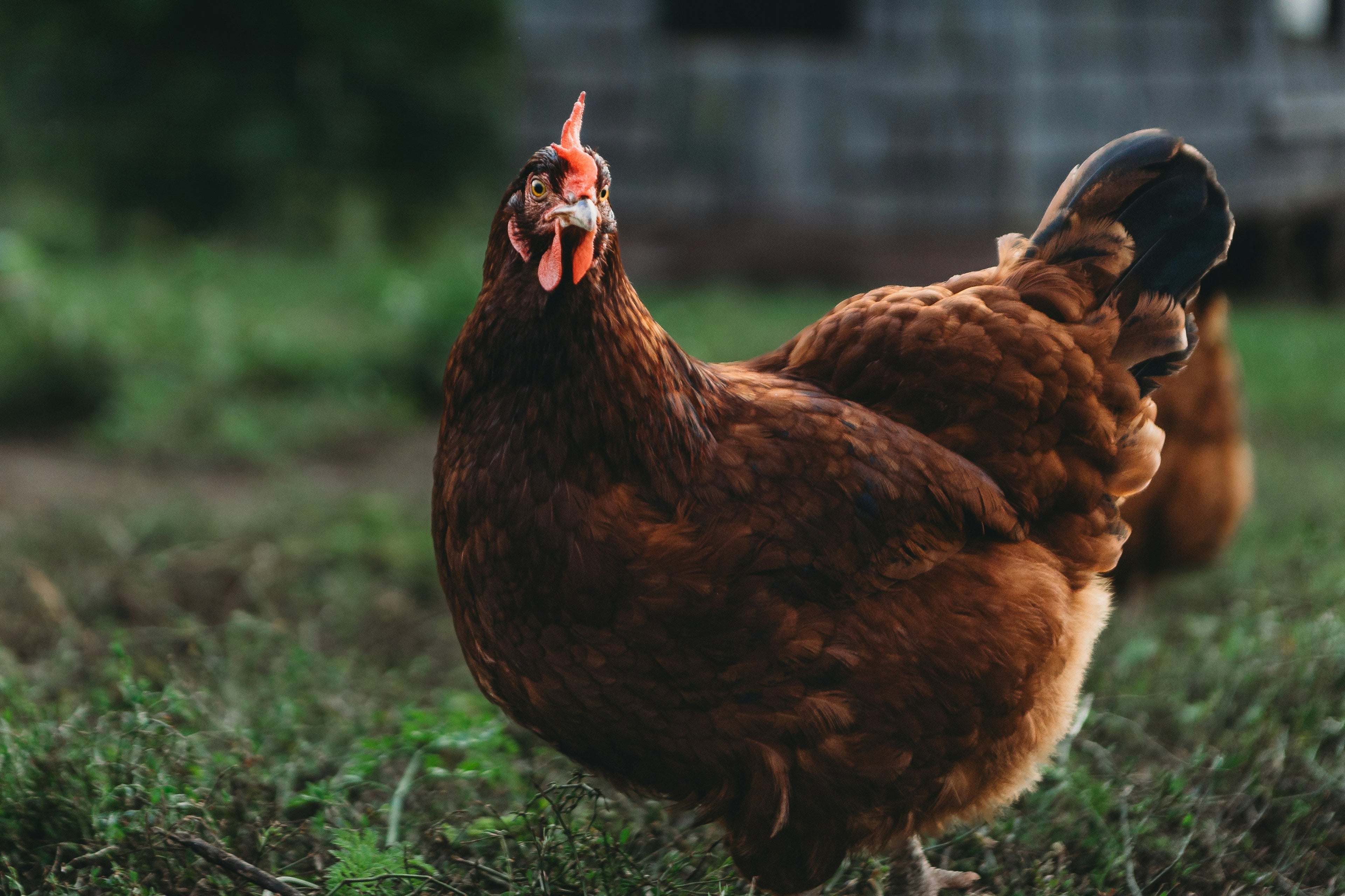 Az Chickens Rhode Island Red Chicks – Buy 10 + 5 Bonus Free