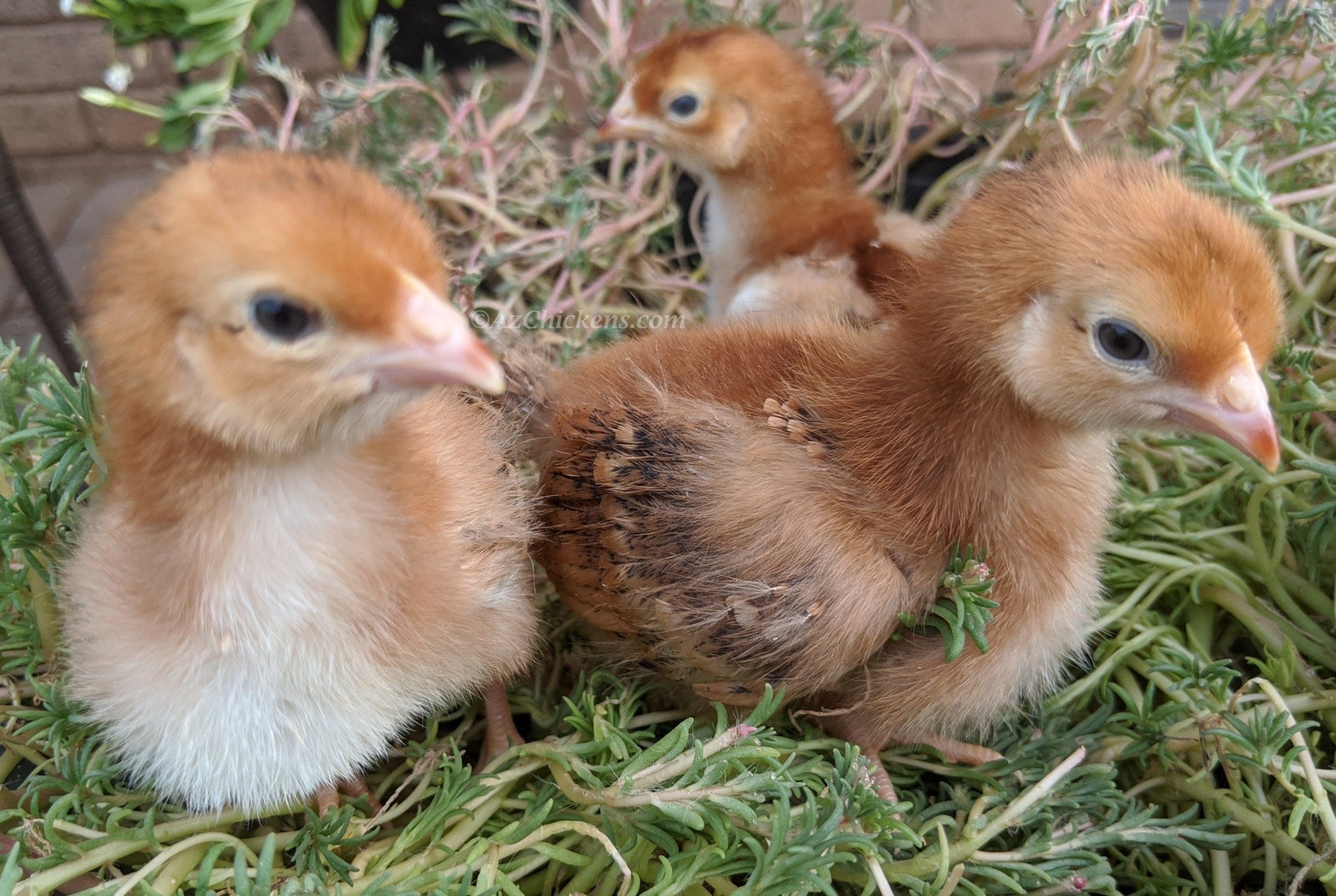 Az Chickens Rhode Island Red Chicks – Buy 10 + 5 Bonus Free