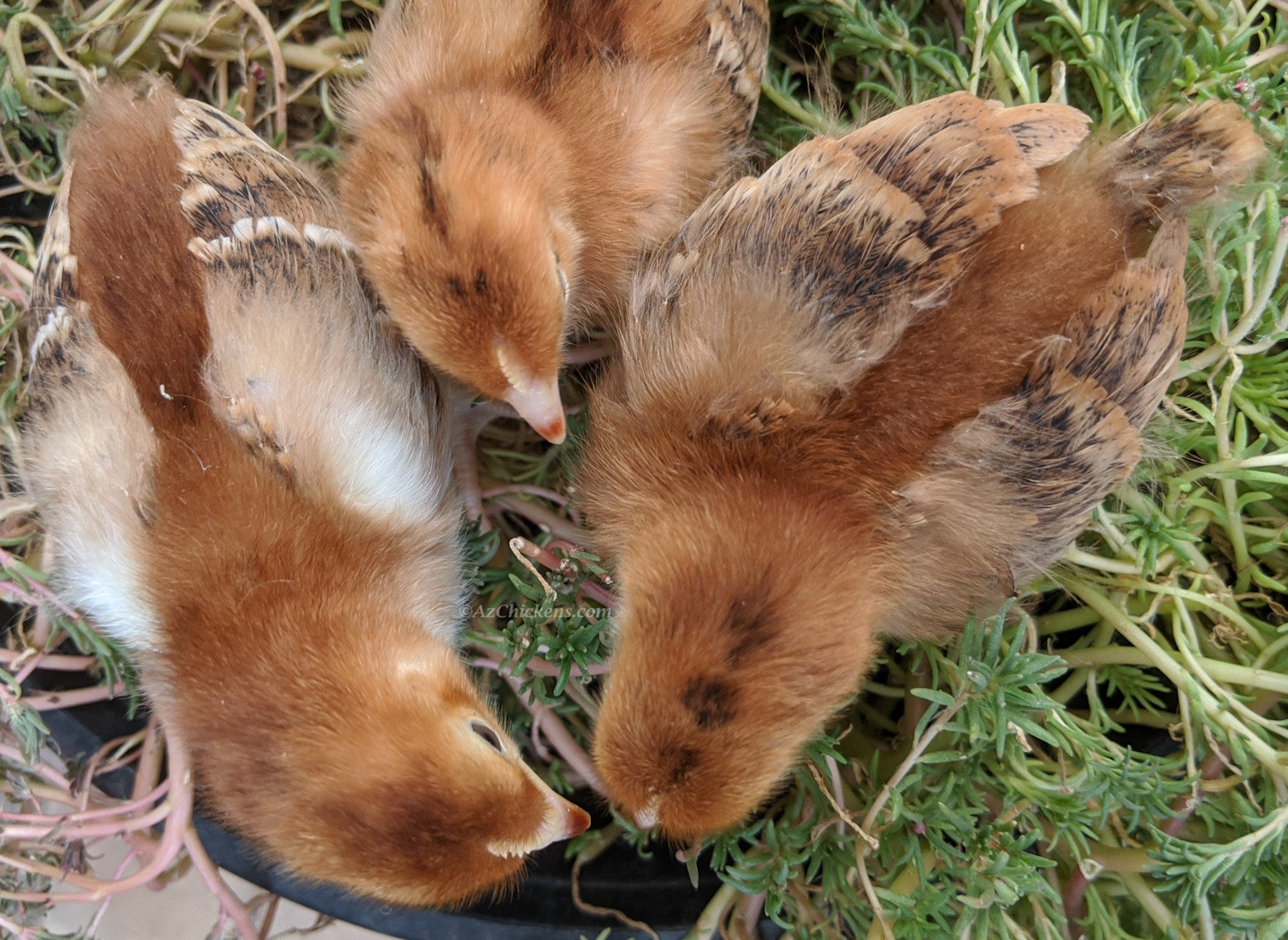 Az Chickens Rhode Island Red Chicks – Buy 10 + 5 Bonus Free