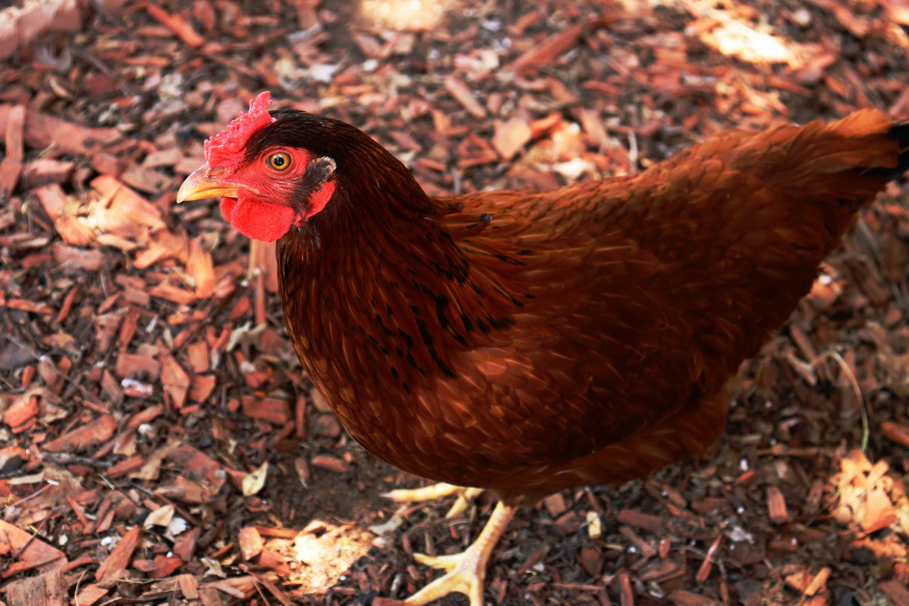 Az Chickens Rhode Island Red Chicks – Buy 10 + 5 Bonus Free