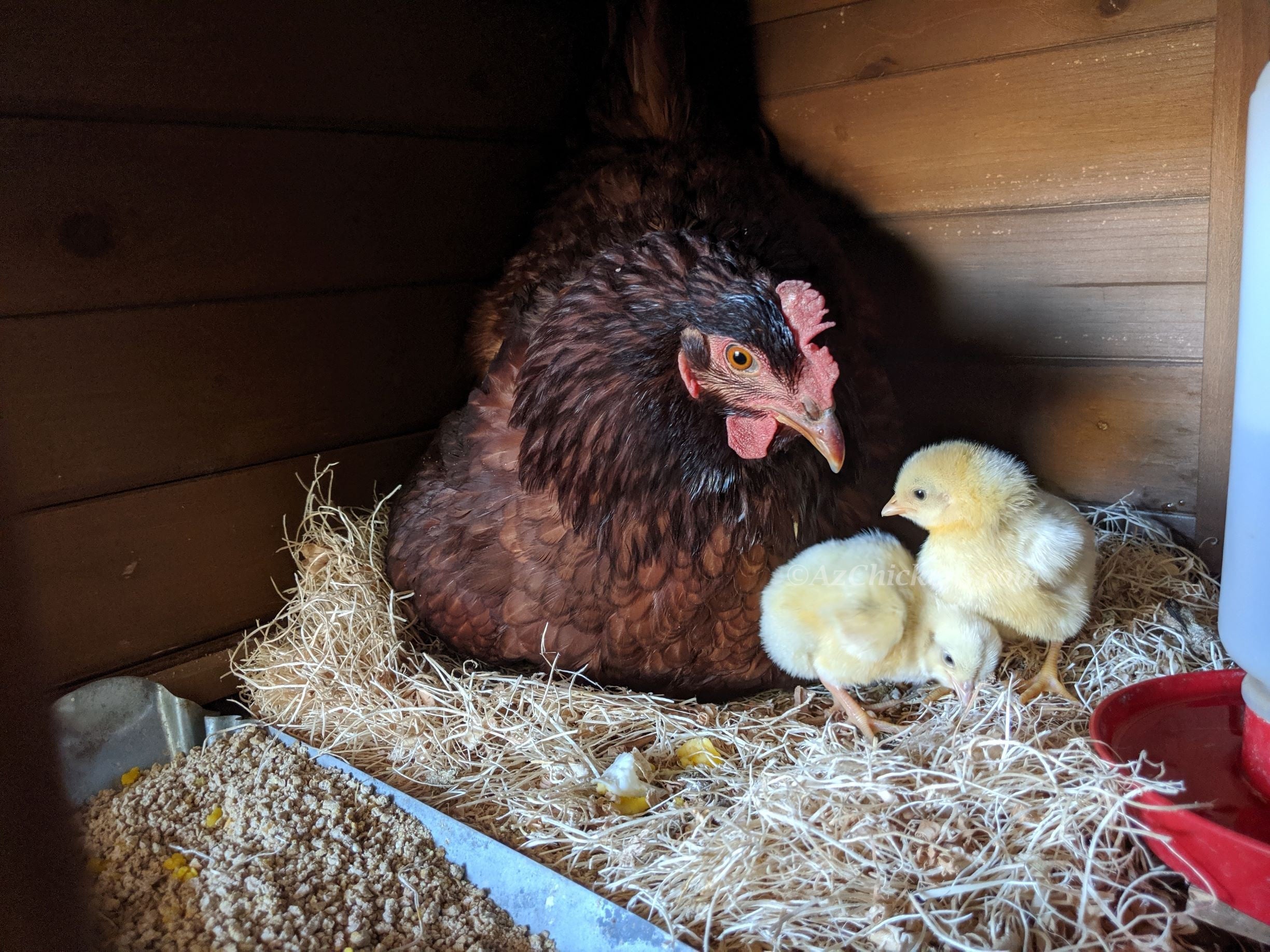 Az Chickens Rhode Island Red Chicks – Buy 10 + 5 Bonus Free