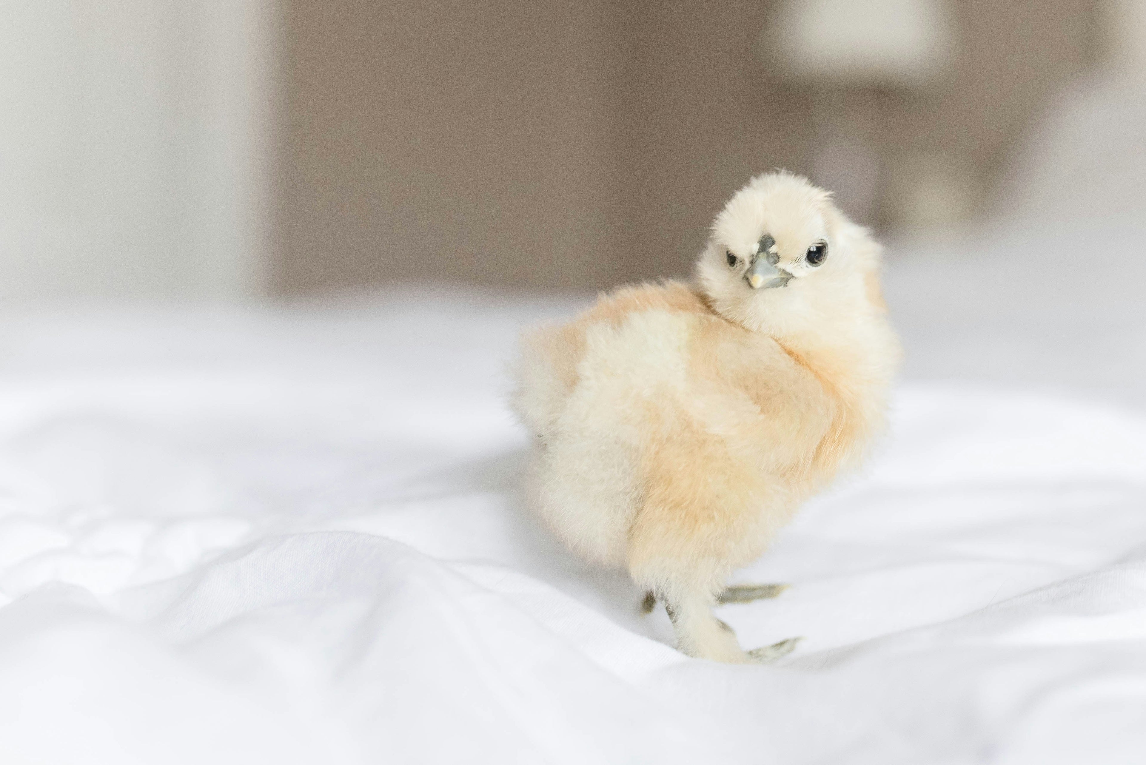 Az Chickens Silkie Chicks – Buy 6 + 3 Bonus Free