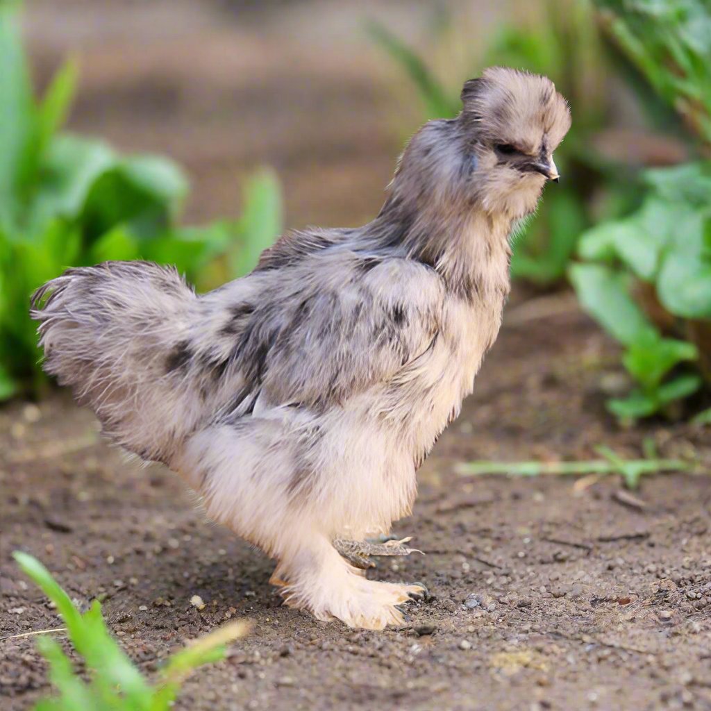 Az Chickens Silkie Chicks – Buy 6 + 3 Bonus Free
