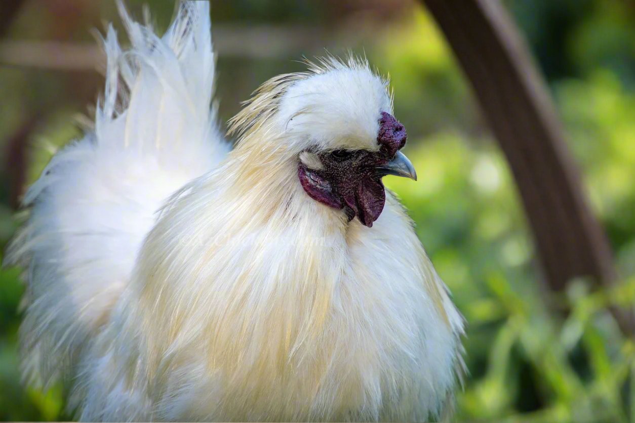 Az Chickens Silkie Chicks – Buy 6 + 3 Bonus Free