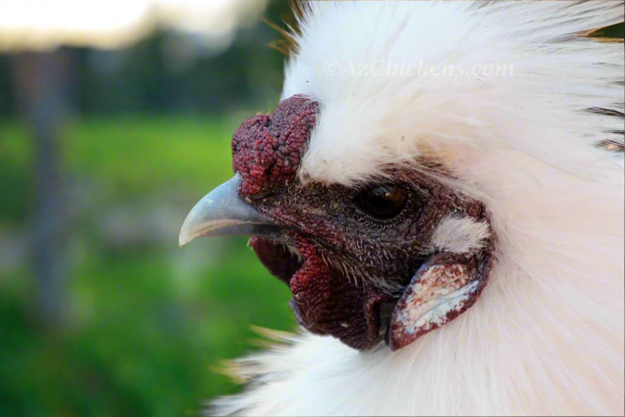 Az Chickens Silkie Chicks – Buy 6 + 3 Bonus Free